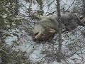 Wolf got snared in Kashechewan