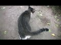 神社の猫4