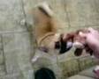 Pug video