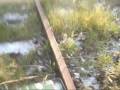 videos de Dzień Kolejarza w Gdańsku - 2008