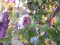videos de Wasp Nest in Jelly Bean Tree