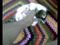 I miei gatti 1