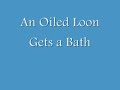 An Oiled Loon Gets a Bath