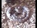 My Corn Snake JJ Eating A Fuzzy