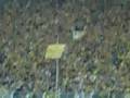 Supercup Hajnals Freistoß TOR