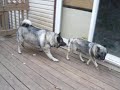 our-swedish-white-elkhound-blackereds-king-gandalf.html
