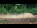 Hog Extermination