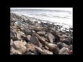 Life After Ike on Galveston Island in HD