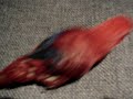 My Jenday Conure & Red Lory Playing after their Showers My Jenday Conure & Red Lory Playing after their Showers