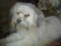 Good ByeTaffy (Lhasa Apso)