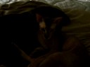 Two Peterbald Kitties! Two Peterbald Kitties!