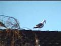 videos de Scrub Jay Blues Window