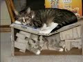 My Cat - Anaksparda @ www.dotsis.com