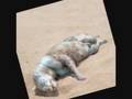 Montauk Monster Song