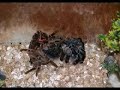 This is my tarantula, a chilean Rose, she is 13 years old. In this video you will witness her shedding skin. 62 Pictures were taken with a Nikon D50 using a tripod. If you want to learn how to do this sort of thing, then continue reading: The program 'advanced image resizer' was used to change the size of the pictures in bulk (roughly from a resolution of 3000x2400 to 360x240 approx. 10% of the original quality), A niffty little freeware program called 'monkeyjam' was used to import the pictures, once imported they become animated not unlike a slide show (you can set FPS). Click on 'export exposure sheet as an avi movie', name the file, set image size to 320x240, leave the video compression set to none and adjust the audio compression to Microsoft ADPCM then click on 'save the movie'. It's really that easy and you may have learn't something new from this. Really It's just a bit of fun, for some educational, enjoy!