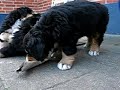 irma bernese mountain dog - puppies almost 7 weeks old