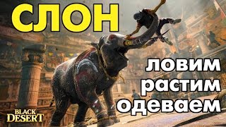 Black Desert (RU) - Ловим слоненка, выращиваем и готовим к осаде! Black Desert (RU) - Ловим слоненка, выращиваем и готовим к осаде!