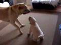 Shar Peis playing