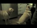 Sheffield: Cascade Cujo