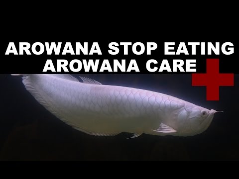 how to care silver arowana