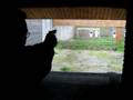 videos de tanfoglio T95R