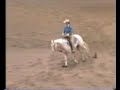 APHA RESERVE WORLD CHAMPION/Top Ten AQHA Congress