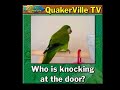Kiwi Tweezerbird Show Kiwi Tweezerbird Show