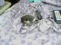 Bala Cynwyd- Animal Coalition of Delaware County