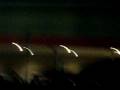 videos de sarahh:].