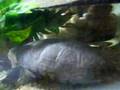 Turtle-devouring-a-s