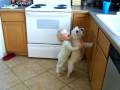 Olive & Gracie