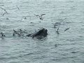 whale-watching-in-hawaii-2.html