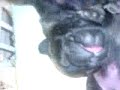 new born pug