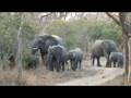 Elephant pre birth