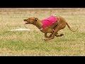 videos de ASFA Trial Rhodesian Ridgebacks Valentine & Fergie Lure Coursing