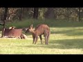 WILD KANGAROOS BLUE MOUNTAINS AUSTRALIA