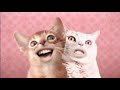 Ozone Cats-Miah ha hi :D