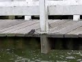 2 young barnswallows watching young housesparrows movements 2 young barnswallows watching young housesparrows movements