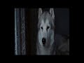 Eight Below - Paul Walker - Free like the wind