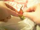 Nepenthes Pitcher Dissection Nepenthes Pitcher Dissection