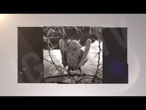 natron lake stone animals natron lake stone animals