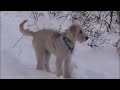 Ginger does powder