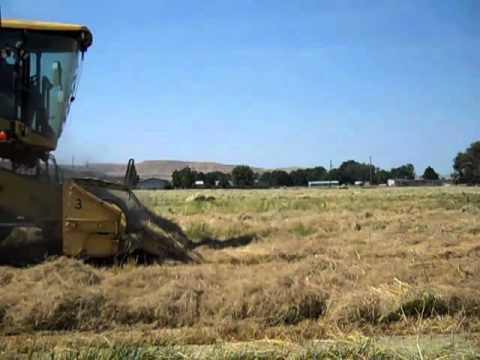 how to harvest teff grain