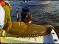 Goliath Fury Chew On This Saltwater Fishing Show