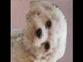Cavachon