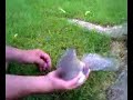 pet-squirrel.html
