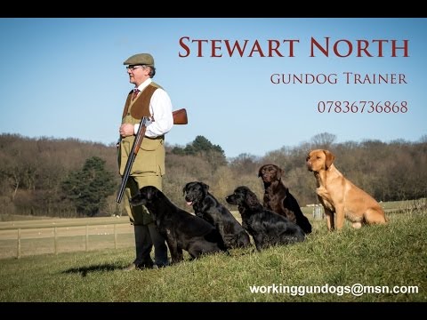 Puppy Gundog Training “The Basics” Sam