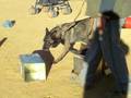 busqueda de perra pastor belga malinois