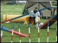 Jack Russell Terrier 20070701 Agility Jack Russell Terrier 20070701 Agility