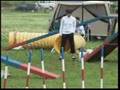 Jack Russell Terrier 20070701 Agility